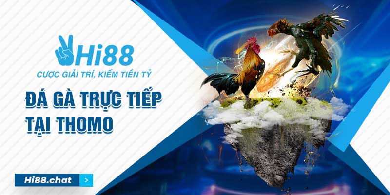 Bật Mí Địa Chỉ Xem Đá Gà Trực Tiếp Thomo 24/7 Vô Cùng Uy Tín 4 đá gà trực tiếp thomo